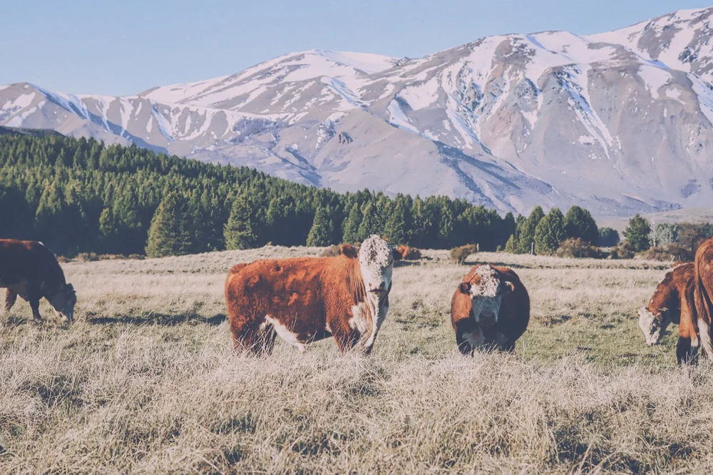 Cattle grazing below snow-streaked mountains