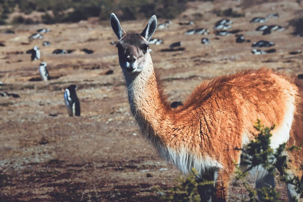 Guanaco standing in open Patagonian terrain