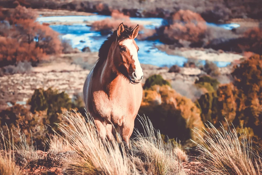 Horse standing in a rugged autumn landscape
