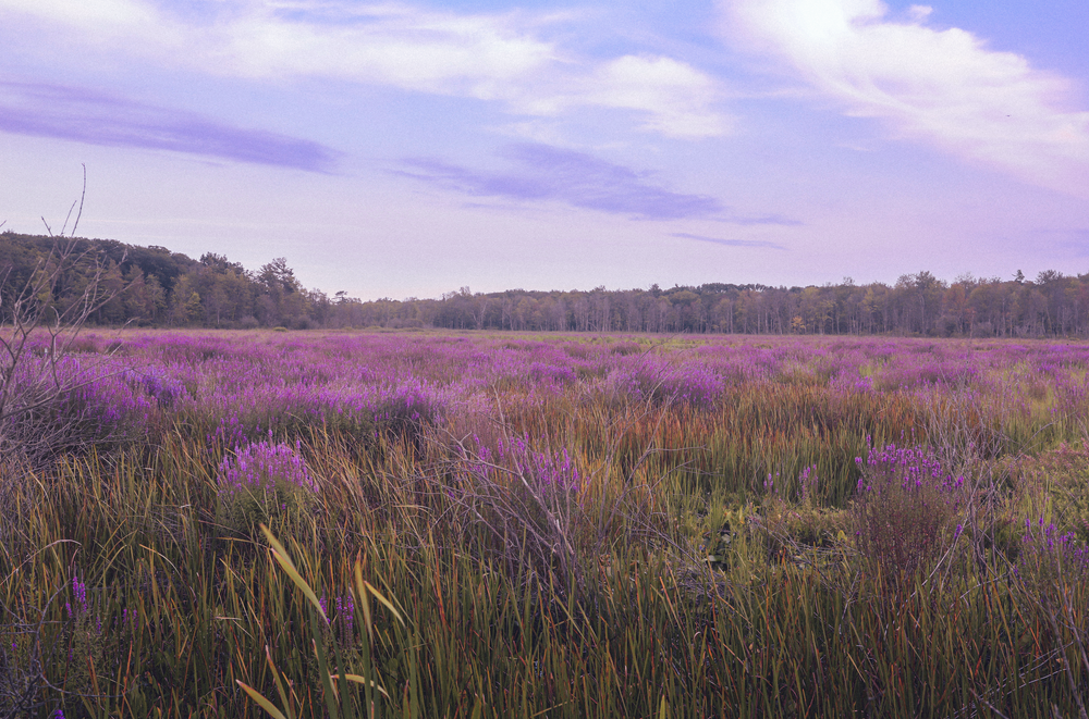 Purple wildflowers across a wide marsh landscape